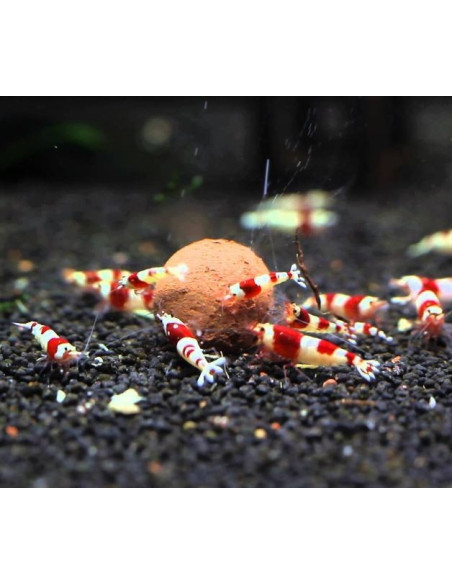 ADA - Bacter Ball (18Pcs)