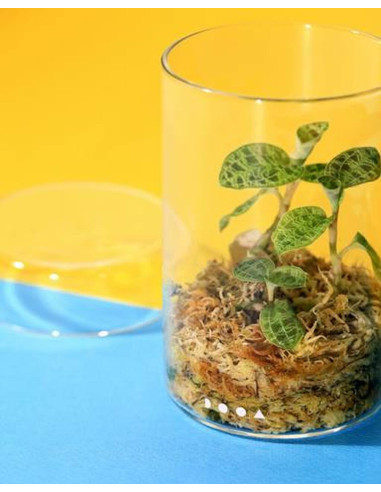 DOOA - Glas Pot MARU