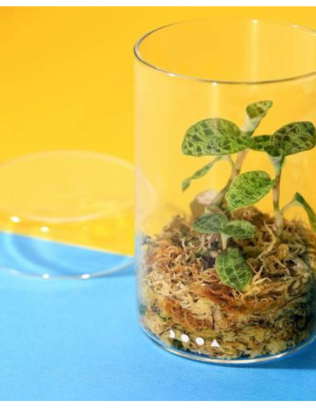 DOOA - Glas Pot MARU