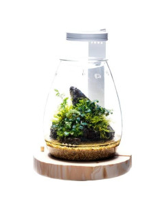 DOOA Wood Base SHIZUKU 2