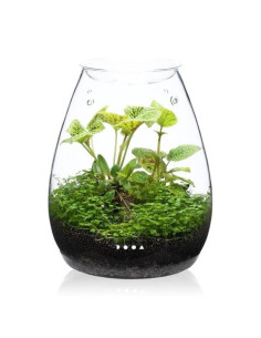 DOOA Glass pot SHIZUKU