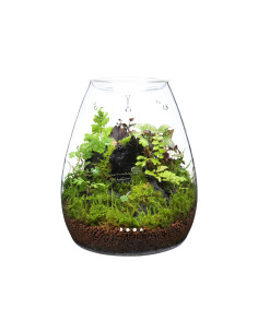 DOOA Glass pot SHIZUKU 2