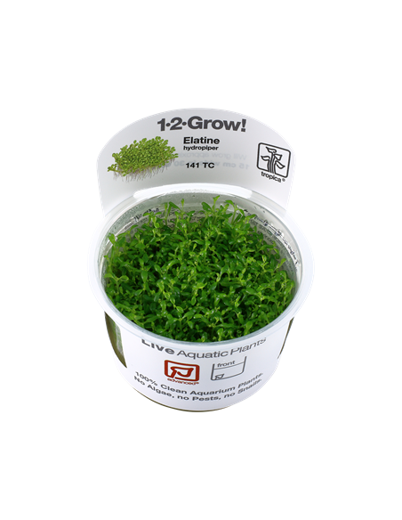 Elatine hydropiper - Invitro