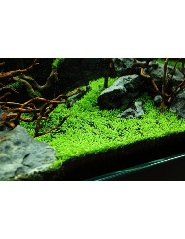 Elatine hydropiper - Invitro