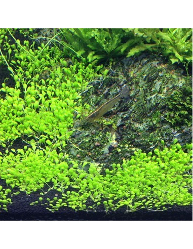 Elatine hydropiper - Invitro