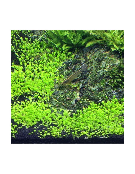 Elatine hydropiper - Invitro