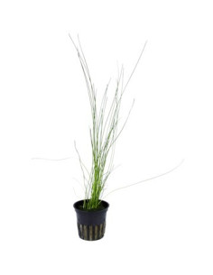 Eleocharis montevidensis
