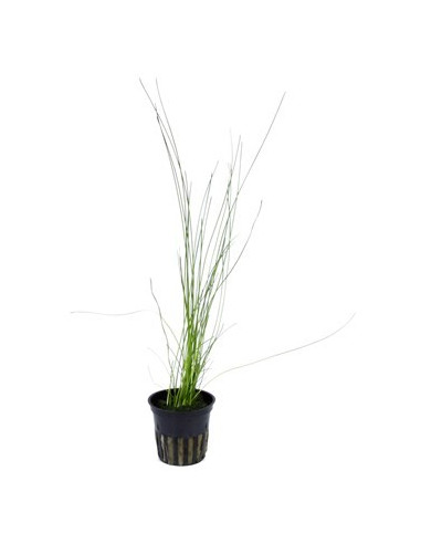 Eleocharis montevidensis en pot