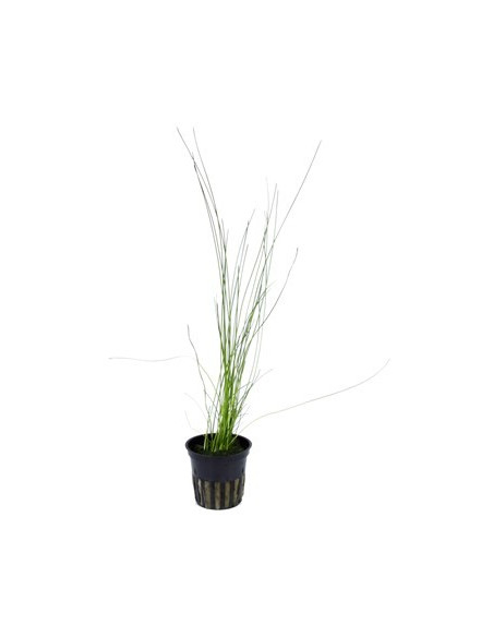 Eleocharis montevidensis en pot