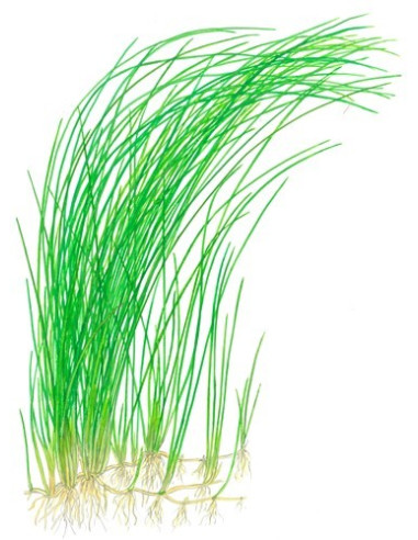 Eleocharis montevidensis en pot