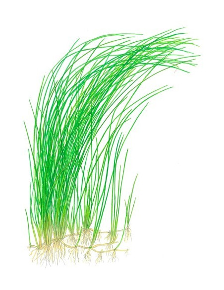 Eleocharis montevidensis en pot