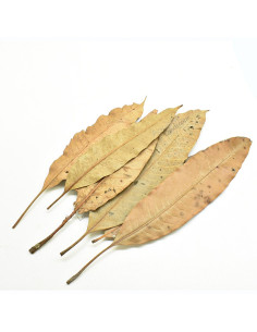Feuille de Manguier x10