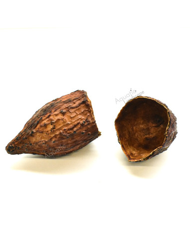Cabosses de Cacao