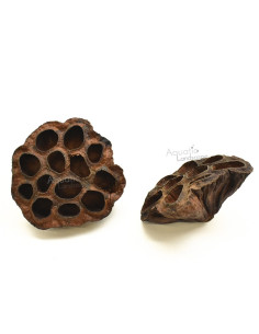 Cosses de Lotus - (4 - 6cm)