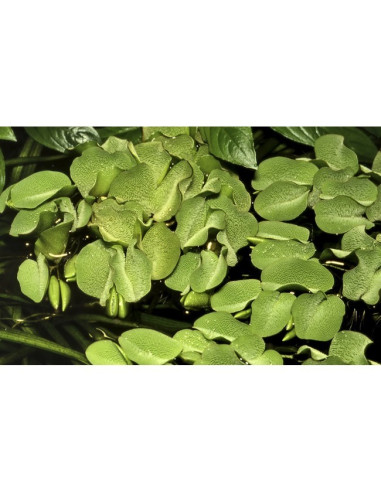 Salvinia Minima - Invitro