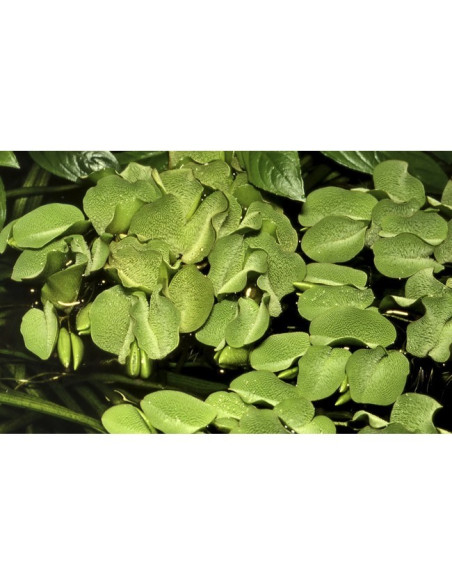 Salvinia Minima - Invitro
