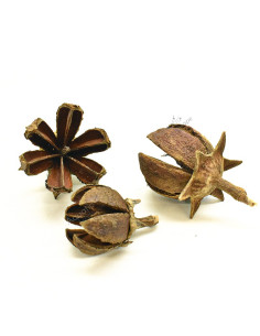 Gousses d’Inthanin