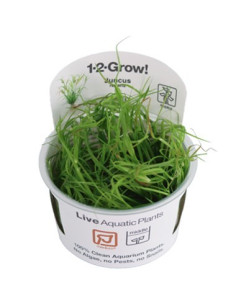 Juncus repens - Invitro