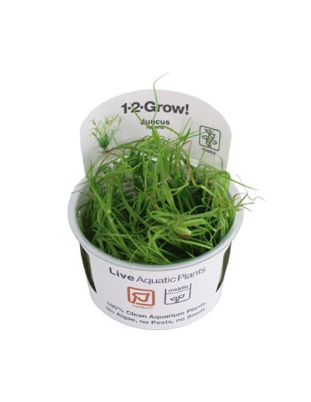 Juncus repens - Invitro