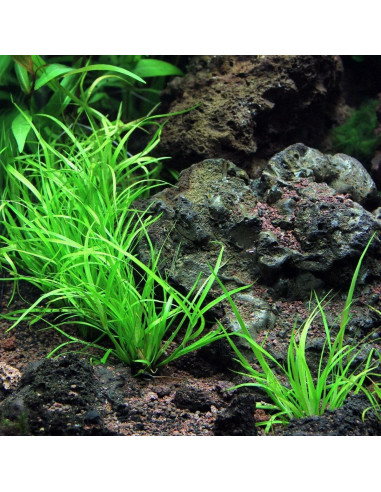 Juncus repens - Invitro