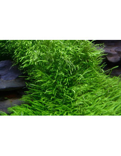 Utricularia graminifolia - Invitro 2