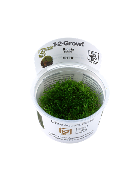 Riccia Fluitans - Invitro