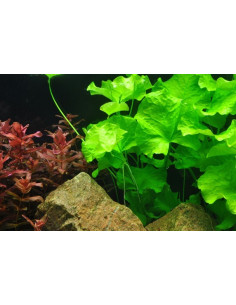 Nymphoides hydrophylla 'Taiwan' - Invitro 2