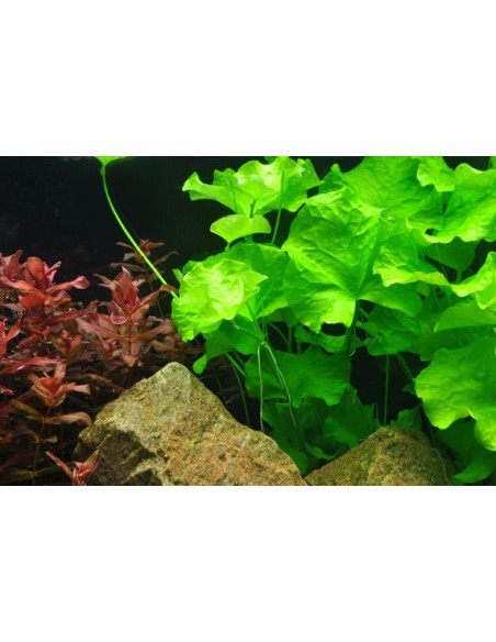 Nymphoides hydrophylla 'Taiwan' - Invitro