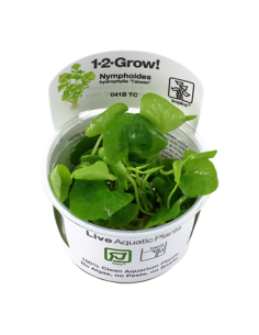 Nymphoides hydrophylla 'Taiwan' - Invitro