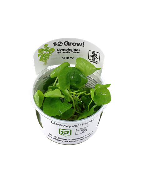 Nymphoides hydrophylla 'Taiwan' - Invitro