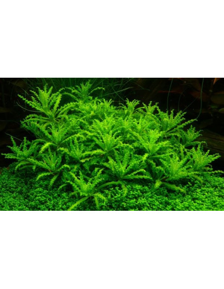 Pogostemon helferi - Invitro