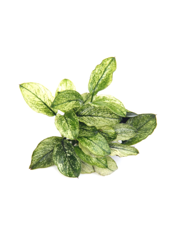 Anubias barteri var. nana ’Pinto en pot