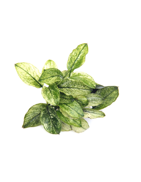 Anubias barteri var. nana ’Pinto en pot