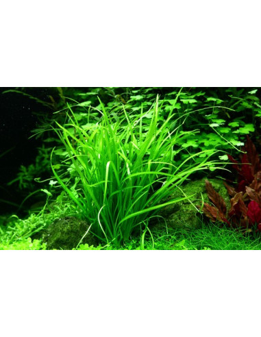 Helanthium tenellum green - Invitro