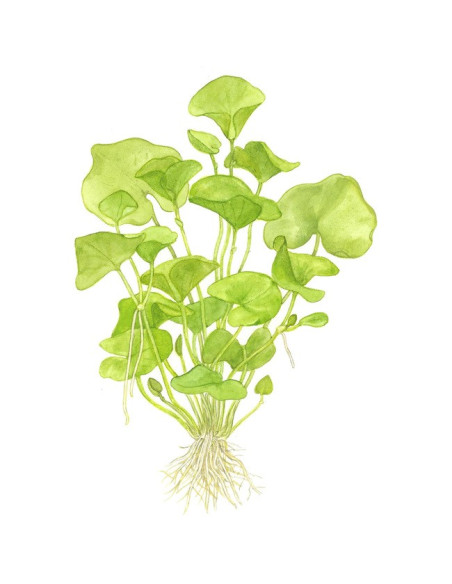 Nymphoides hydrophylla 'Taiwan'