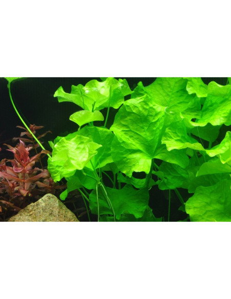 Nymphoides hydrophylla 'Taiwan'