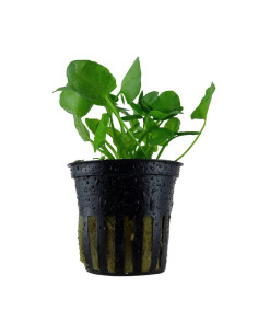 Nymphoides hydrophylla 'Taiwan'