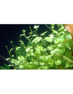 Cardamine Lyrata 2