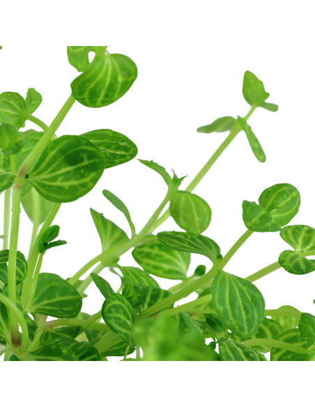 Lindernia rotundifolia en pot