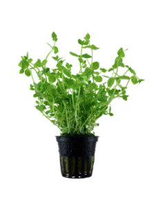 Lindernia rotundifolia en pot