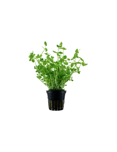 Lindernia rotundifolia en pot