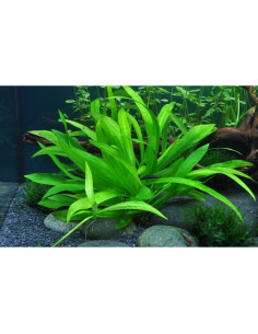 Helanthium bolivianum 'Quadricostatus' - InVitro 2