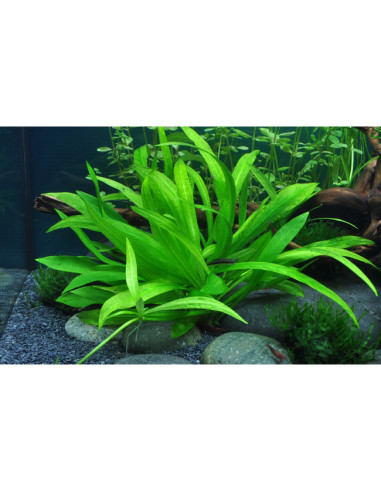 Helanthium bolivianum 'Quadricostatus' - InVitro