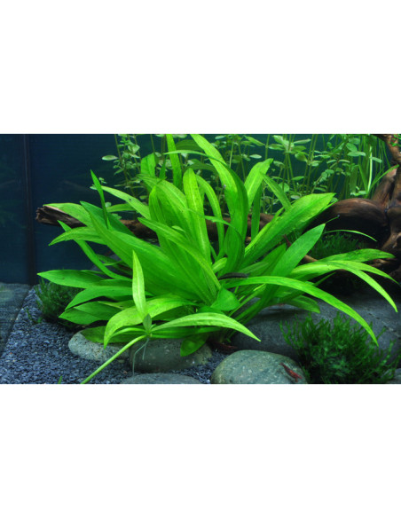 Helanthium bolivianum 'Quadricostatus' - InVitro