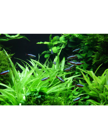 Helanthium bolivianum 'Quadricostatus' - InVitro