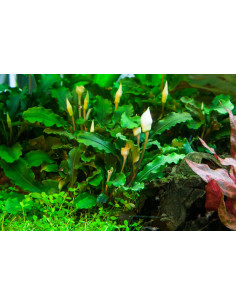 Bucephalandra pygmaea 'Bukit Kelam' - InVitro 2