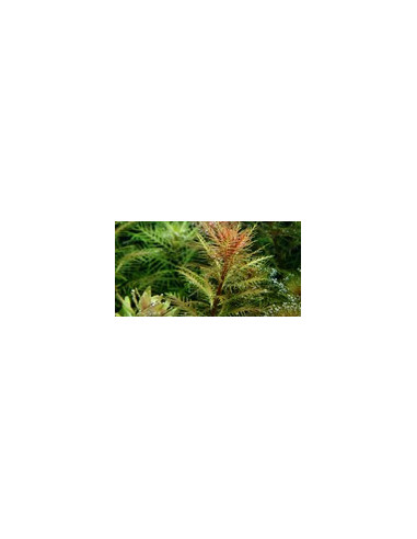 Proserpinaca palustris 'Cuba' - Invitro