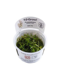 Proserpinaca palustris 'Cuba' - Invitro