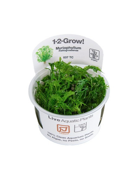 Myriophyllum mattogrossense - Invitro