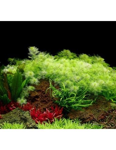 Myriophyllum mattogrossense - Invitro